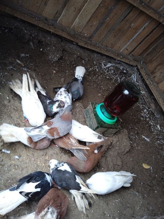 Продам. Домашних питомцев срочно.