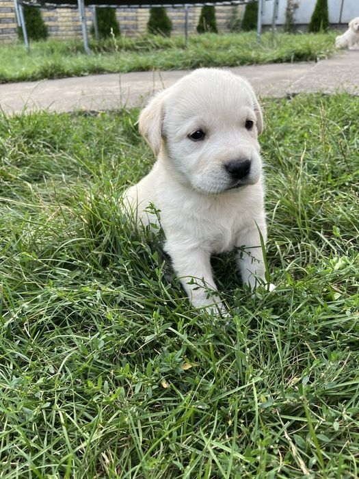 Продам лабродорів