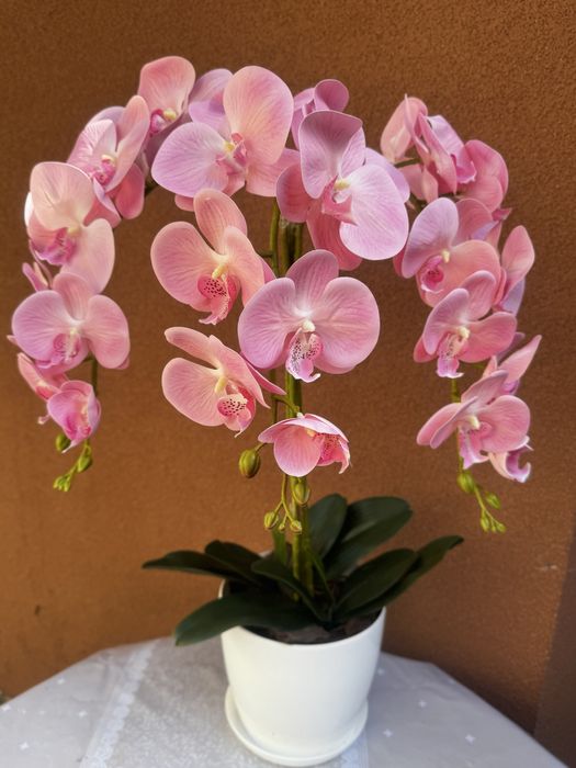 Латексні орхідеї