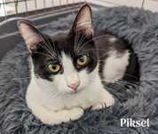 Piksel poleca się do adopcji !
