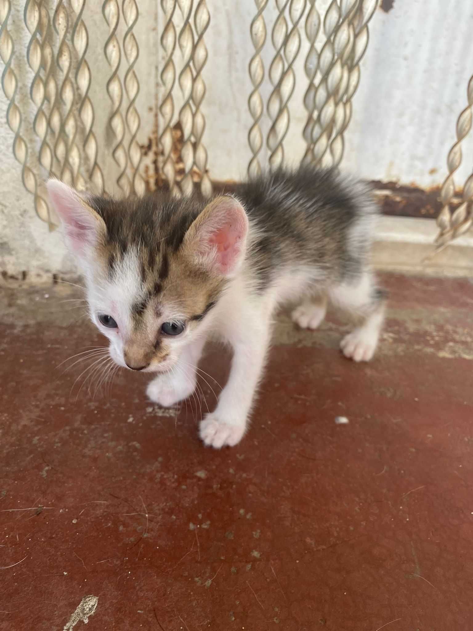 Filhote de 2 Meses Procura um Lar para Espalhar Amor!