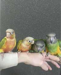Сенегальские попугайчики молоденькие птенчики,пиррура
