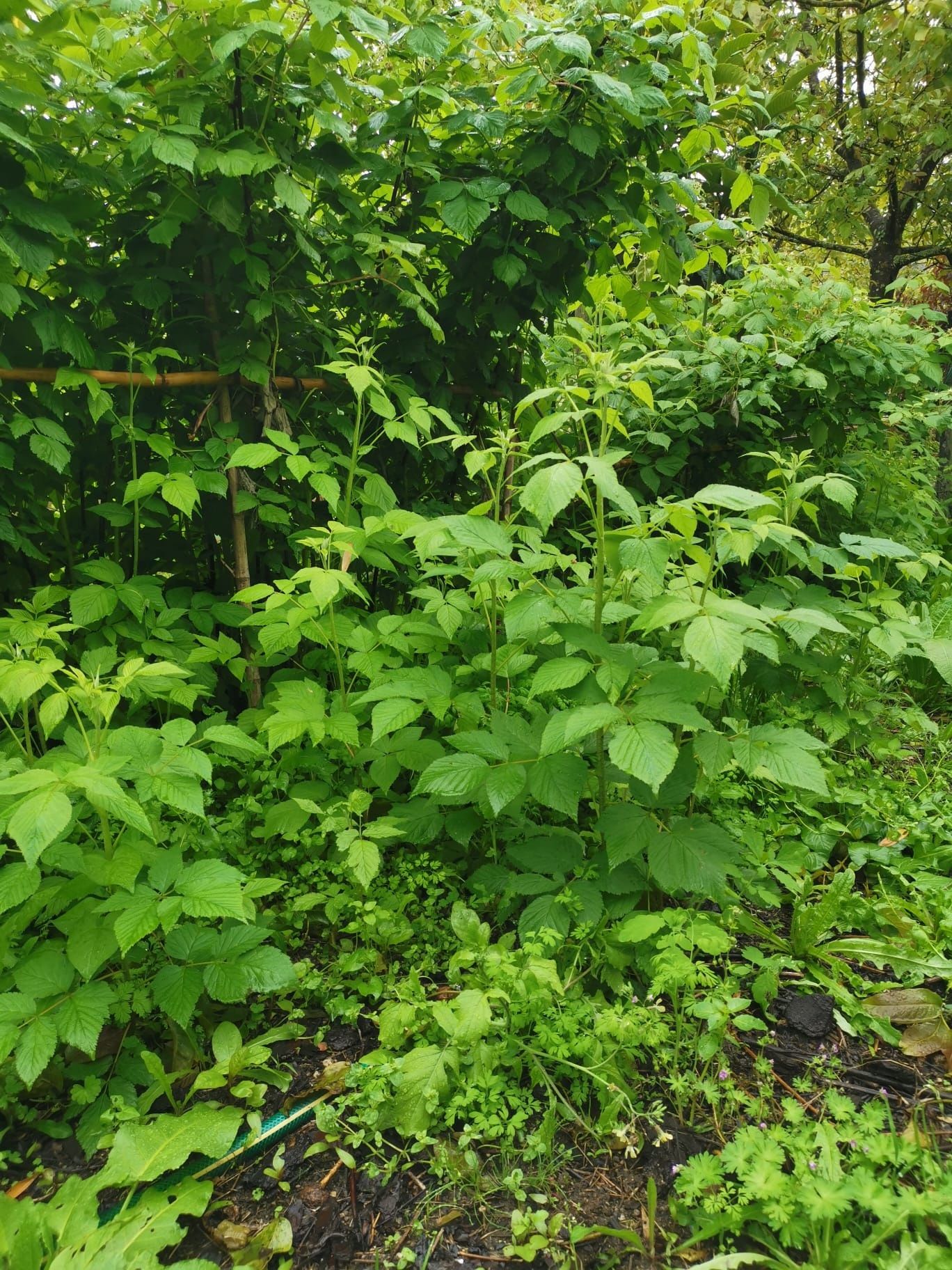 Pés Plantas framboesas vermelhas ( preço conforme quantidade)