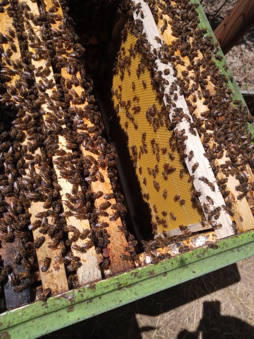Отводки пчёл, бджіл