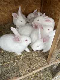 Продам кроликів. Термонська біла
