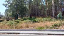 Vendo Propriedade rústica - c/parte de pinhal
 1020m2 - POMBAL