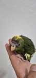 Kakariki macho domesticado