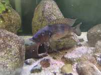 Sprzedam 6szt Gnathochromis permaxilaris