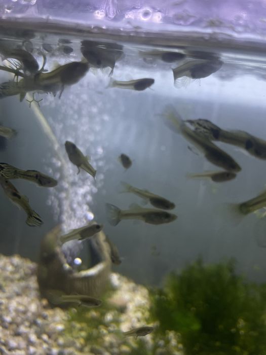 Rybki gupiki endlera