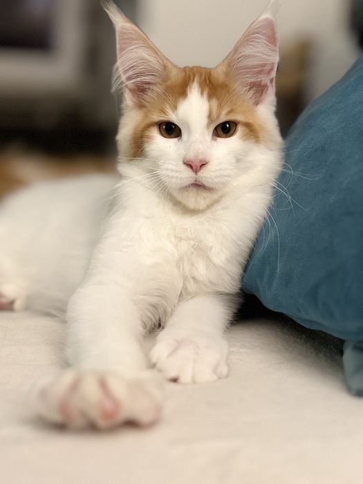 Kocurek maine coon
