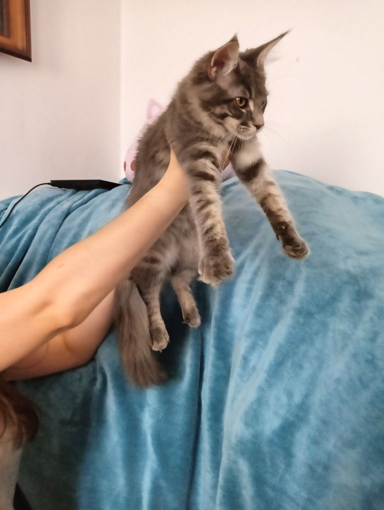 Maine coon MASYWNA kotka niebieska pręgowana do hodowli FPL