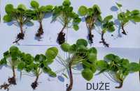 2 sztuki sadzonek pilea