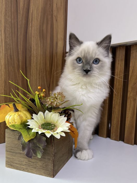 Ragdoll kocurek, rodowod FPL.