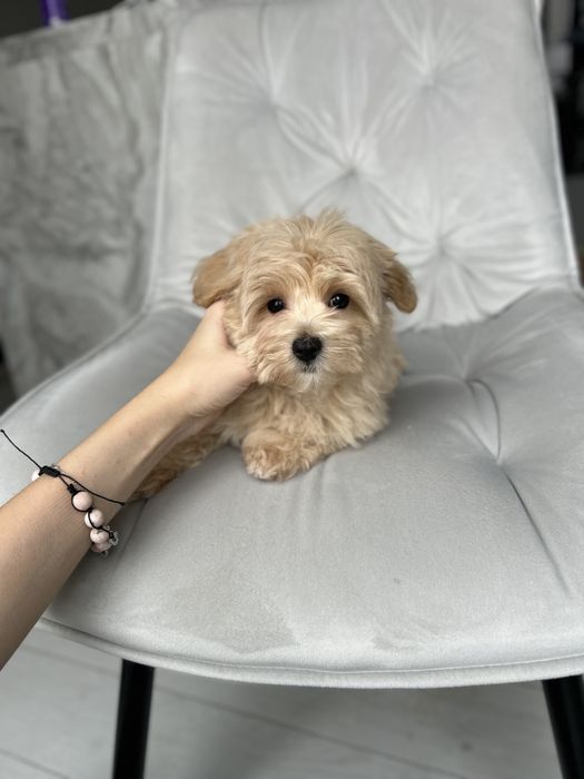 Кукольная девочка мини мальтипу ф1