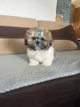 Pies Badi Shih Tzu