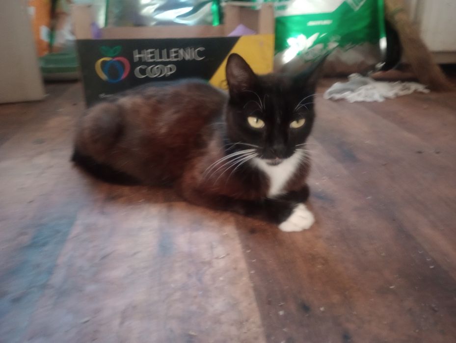 Стерилизованная кошка Катька