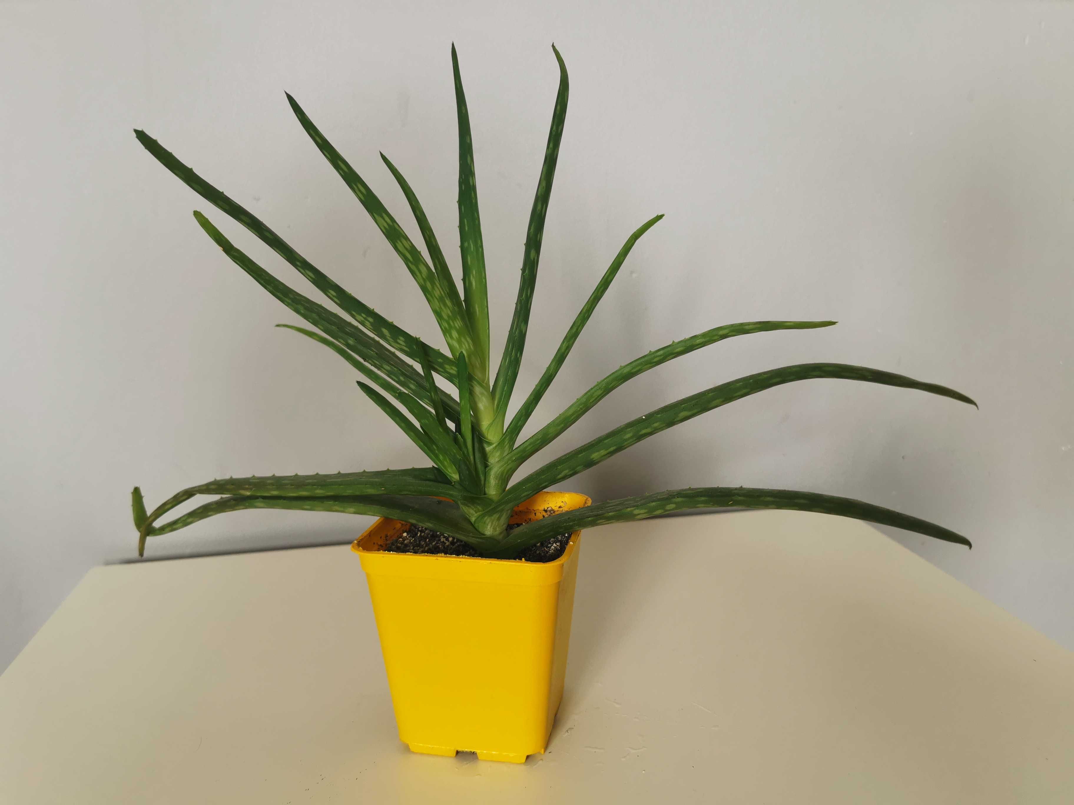 Aloes, Aloe Vera, Aloes zwyczajny, leczniczy kaktus