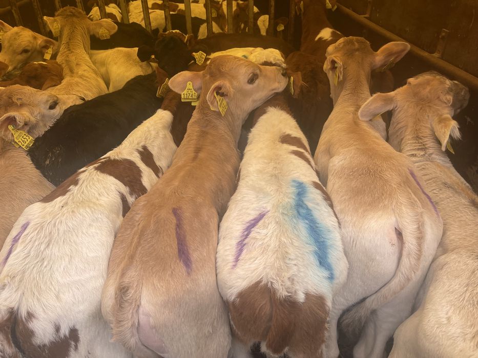 Cielaki mięsne byczki jałóweczki