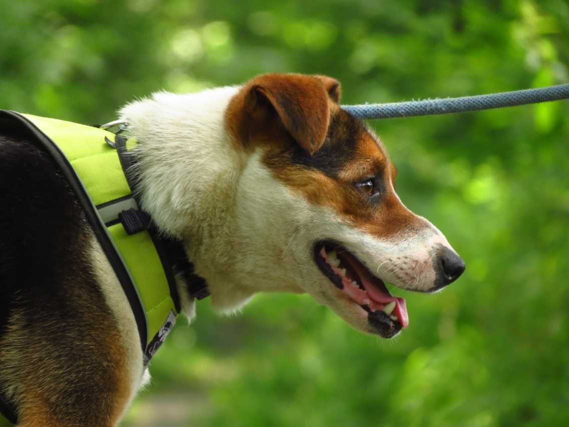 Rio - trikolorowy, piękny psiak, niewidomy - do adopcji.