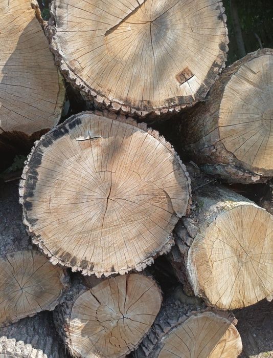 Drewno opałowe i kominkowe