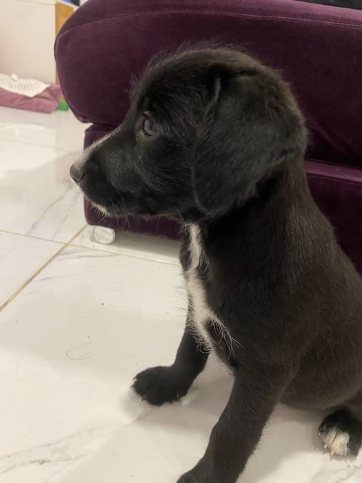 Cachorrinha para adoção