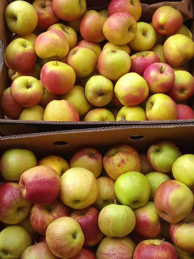 20 kg jabłek, selery