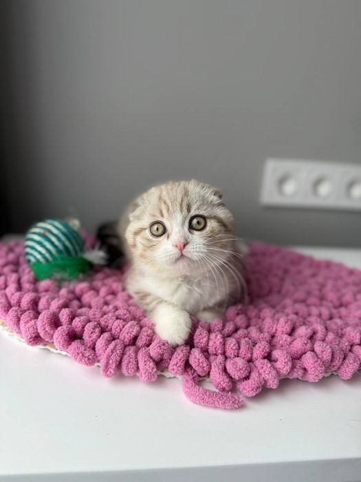 Scottish Fold ліловий тикированний поінт