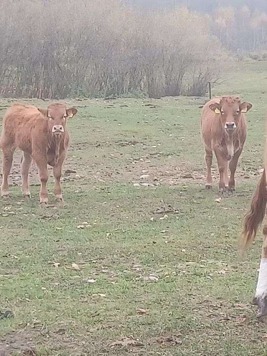 Sprzedam jałówki i dwa beczki