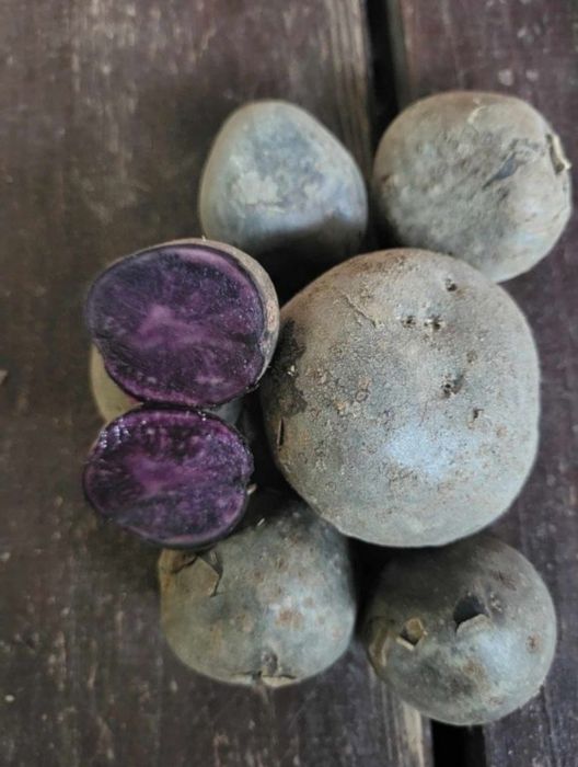 Ziemniaki truflowe Provita- 8 kg