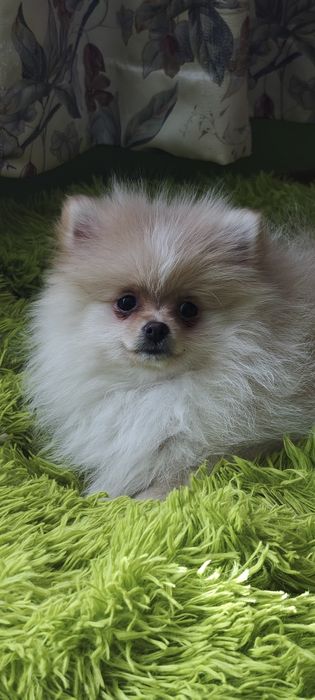 Szpic miniaturowy, pomeranian, suczki