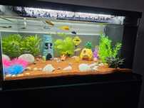 Aquario 80 litros