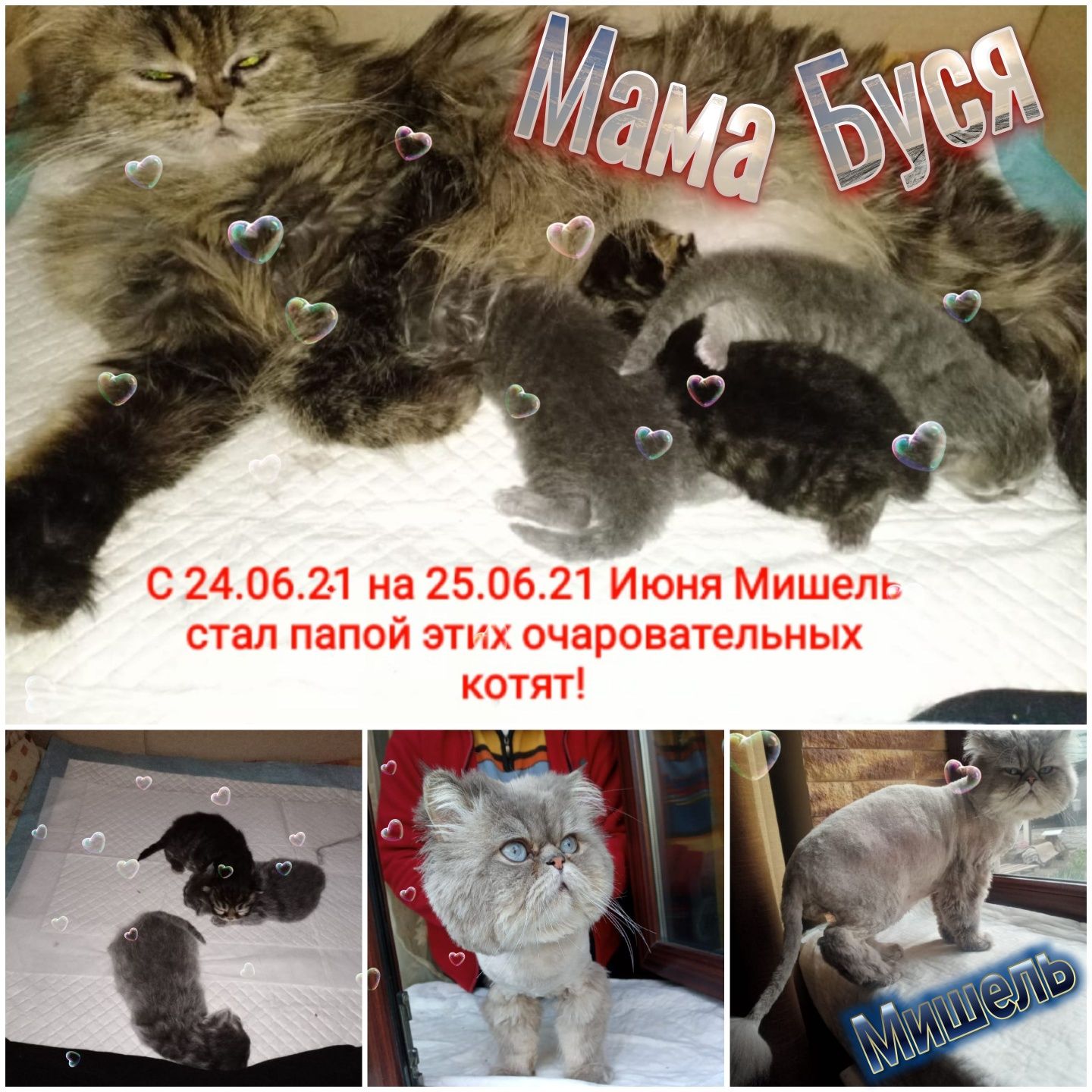 Персидский кот Мишель