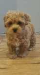 PIESEK Maltipoo pudel toy maltanczyk