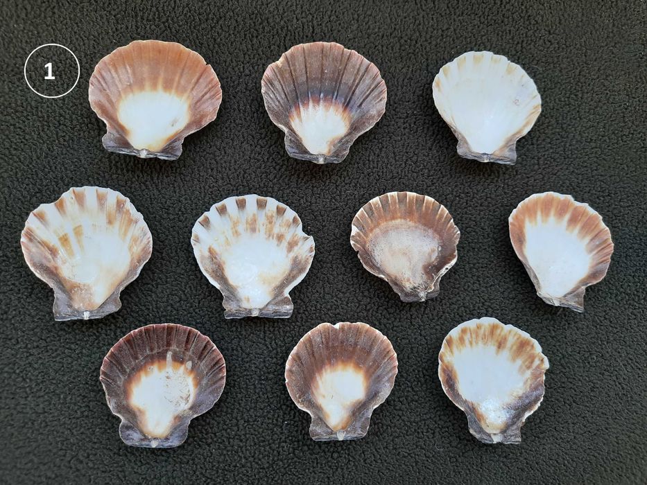 Muszle naturalne egzotyczne oceaniczne do dekoracji zestaw 10 szt.