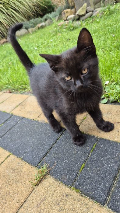 Oddam kotka w dobre ręce za darmo