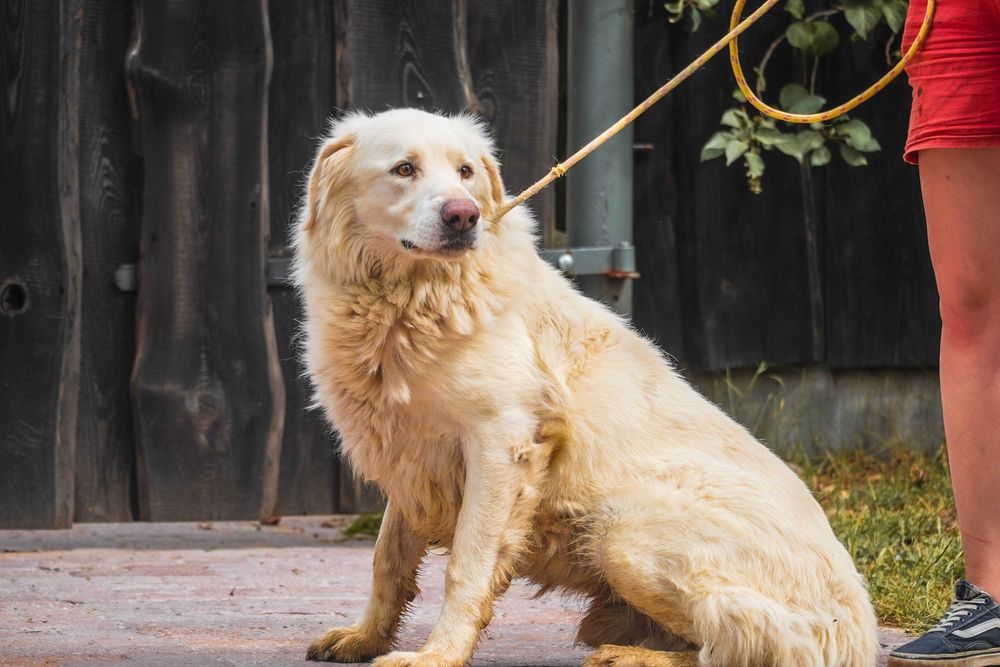 Amir - piękny duży pies szuka domu