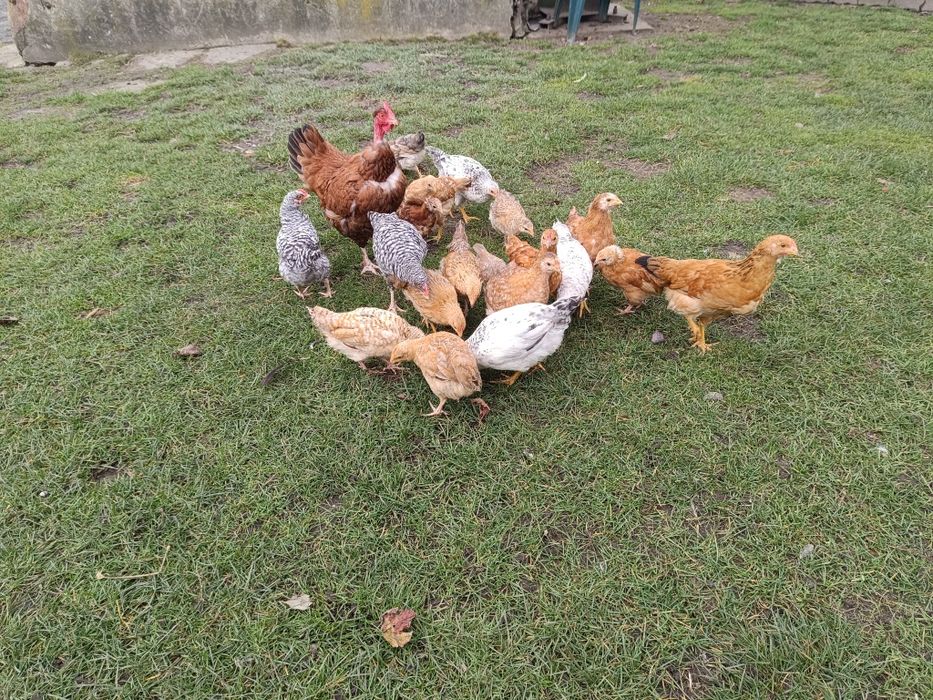 Młode koguty z 2025