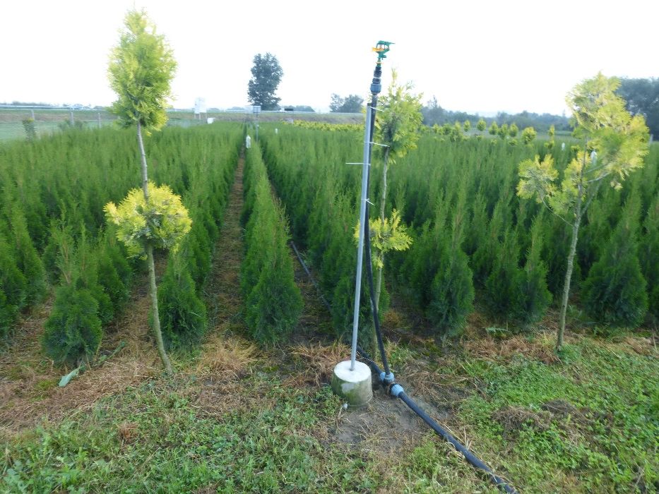 tuja Szmaragd do 170 cm Thuja Smaragd (ZAKLICZYN)