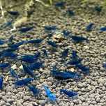 Krewetki Neocaridina Blue Velvet
