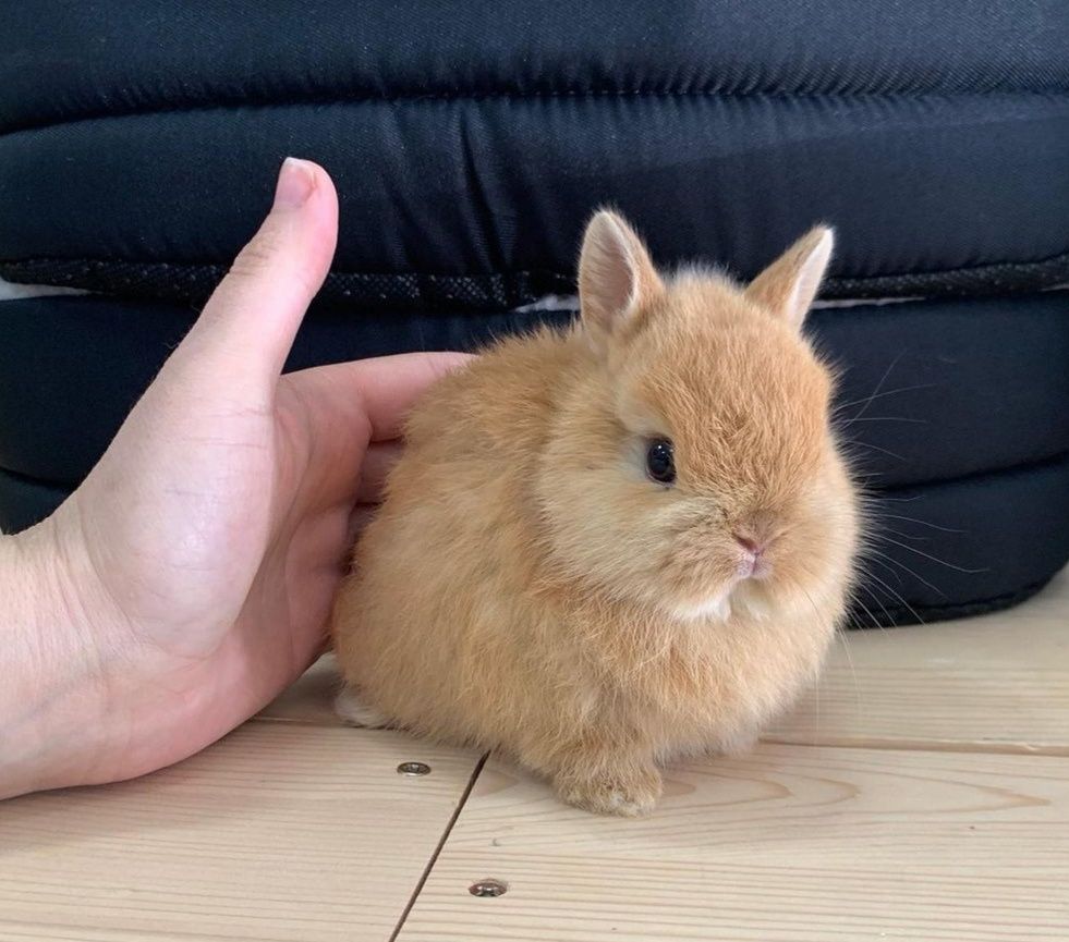 KIT Coelhos anões angorá e holandês mini muito dóceis