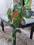 Planta Scindapus