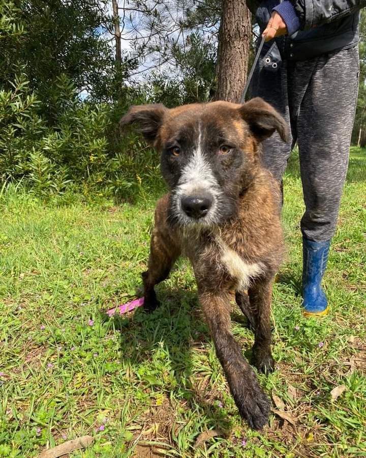 Balu- cachorro de porte médio para adoção