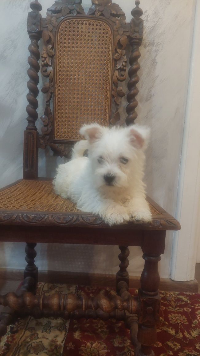 West Highland White Terrier  suczka  gotowa do odbioru