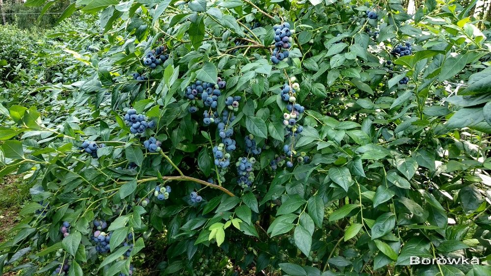 Borówka amerykańska sadzonki 4 letnie duża donicz. Bluectrop