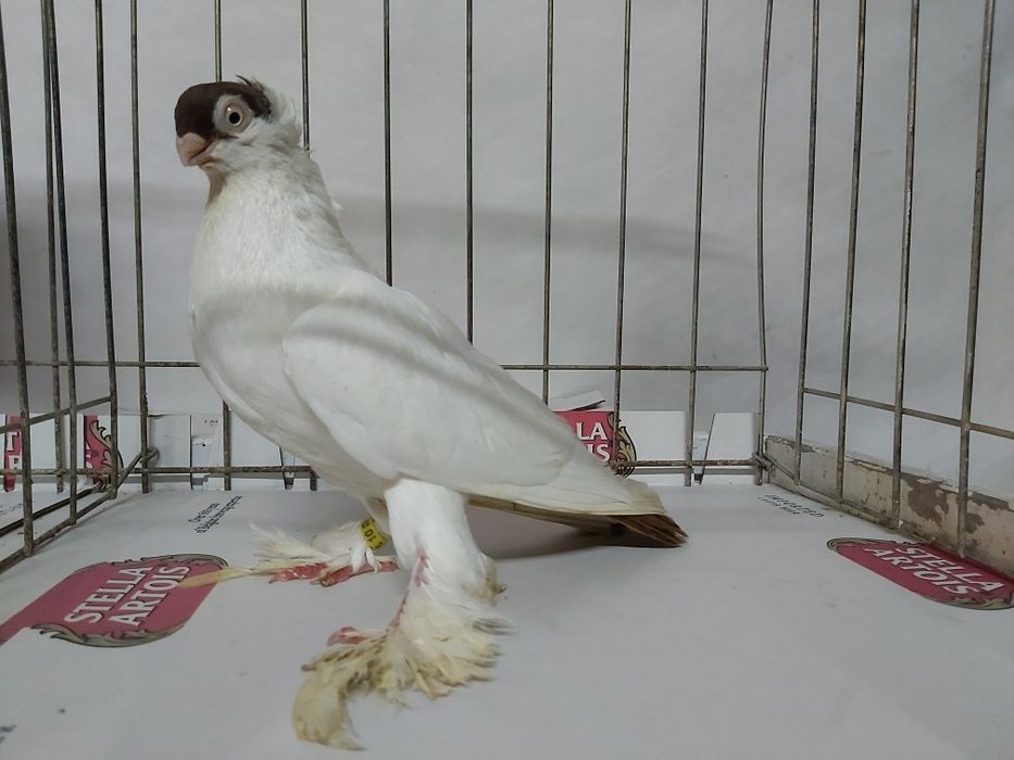 Gołębie Krymki Białostockie