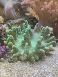 Sinularia fluo akwarium morskie