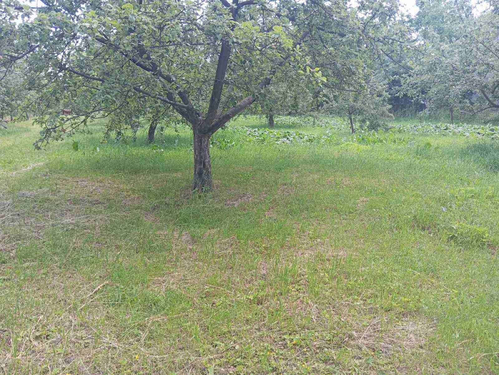 (3) Продам земельну дялнку в с. Щітки 0756