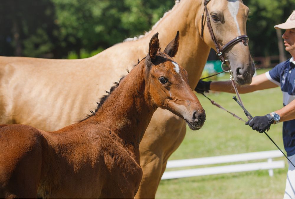 Na sprzedaż roczna klacz sp po ogierze Sandeman KWPN