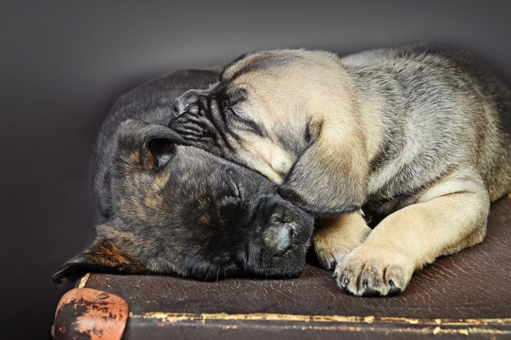 Cane Corso suczka ZKwP/fci