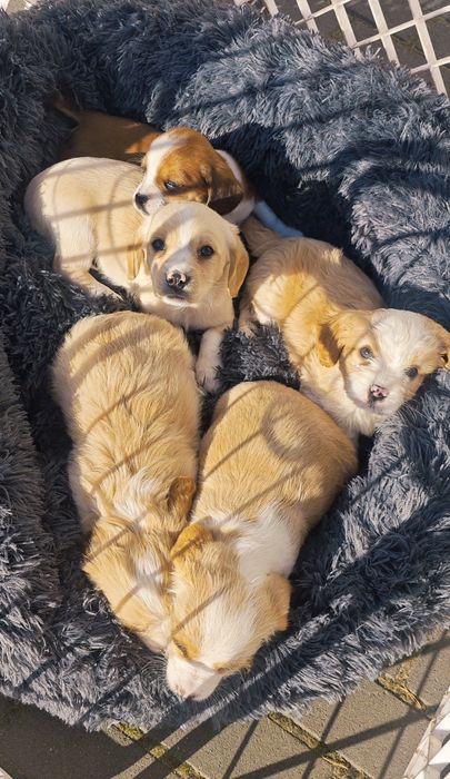 Cudowne pieski szukają domu